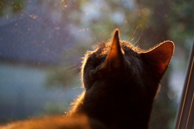 北京国安俱乐部推出新球迷活动,北京国安球队