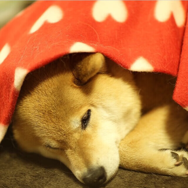 英超教练利用人工智能辅助赛前对手情报分析,2021英超教练