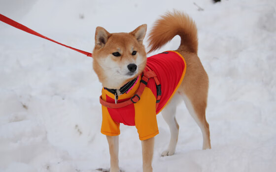 kaiyun登录入口-印度队未来：培养更多世界级球员，争取更多冠军，印度联赛球星