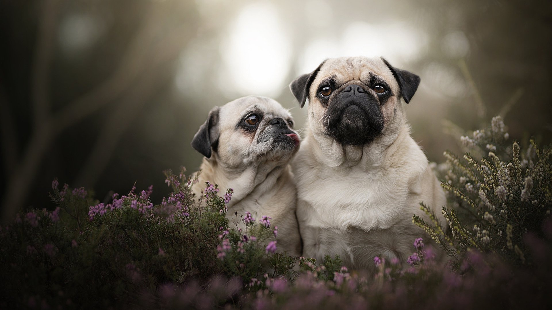 女子蝶泳划频波动小稳定性更强，女士蝶泳视频