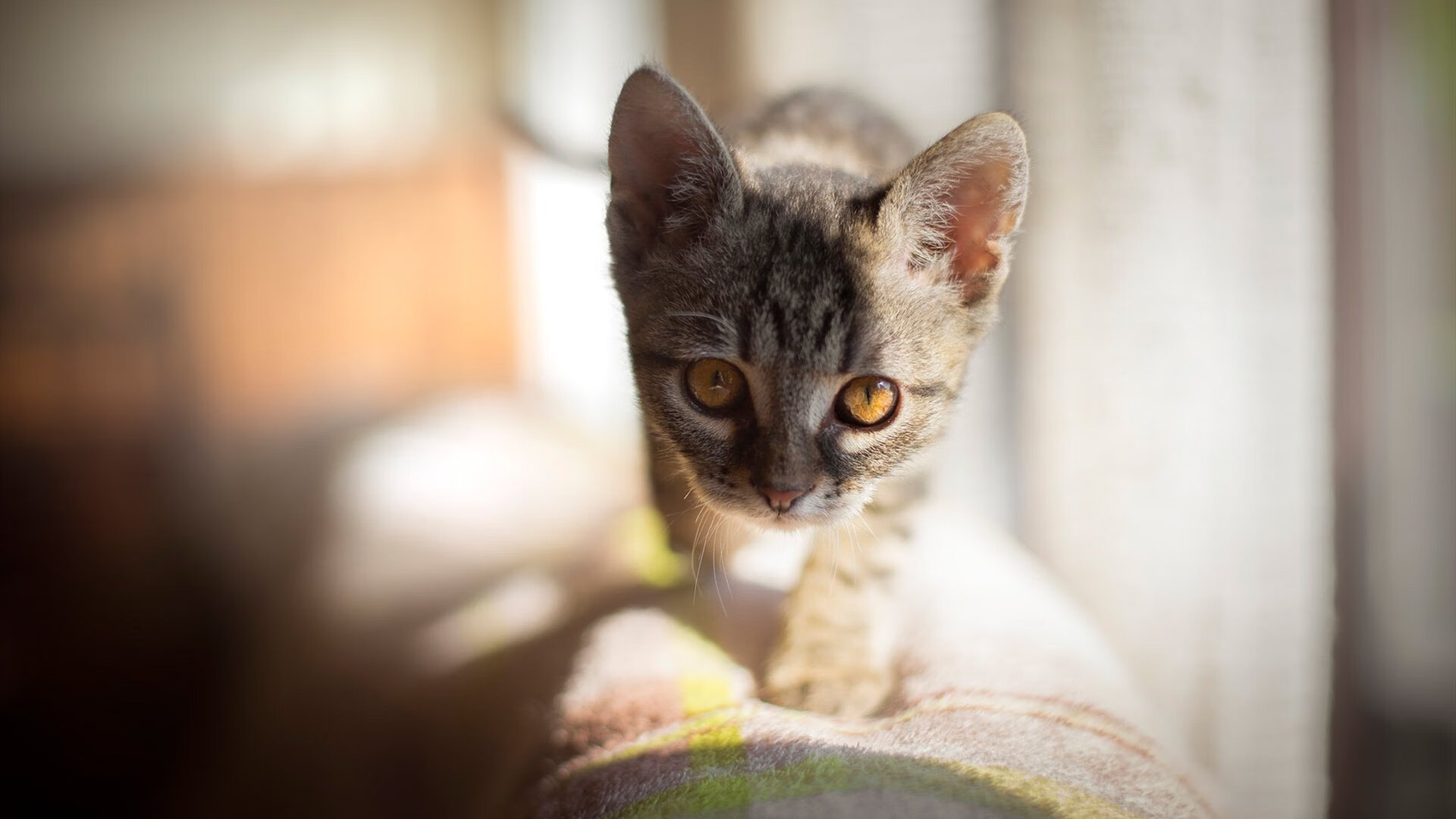 开云官方-CBA球员心理素质培训强化比赛抗压能力，篮球运动员心理训练