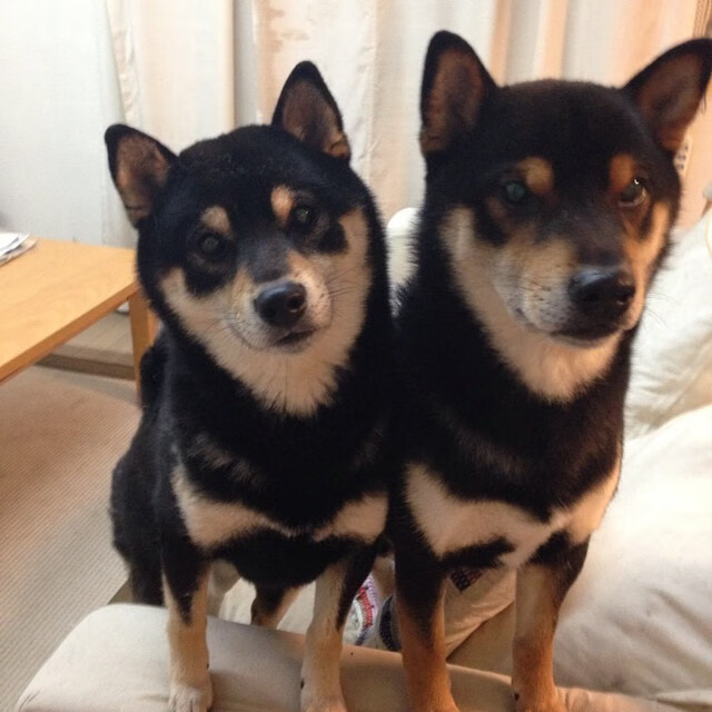 凯尔特人晒训练趣图暖化球迷心，凯尔特人cousy