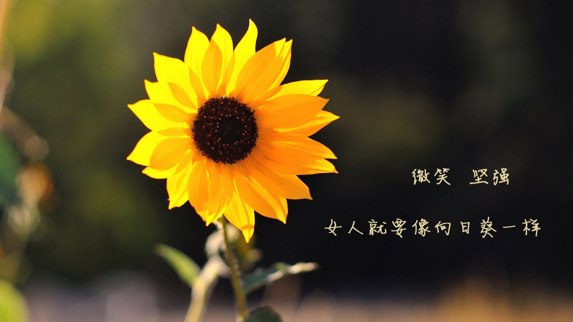 凯尔特人场边指挥录像走红社交媒体,集锦凯尔特人