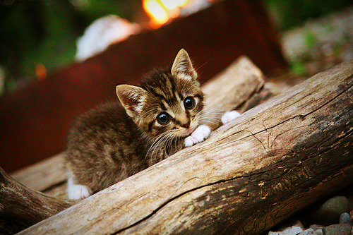 国家体育文化中心发布体育主题展演活动时间表，国家体育场演出信息