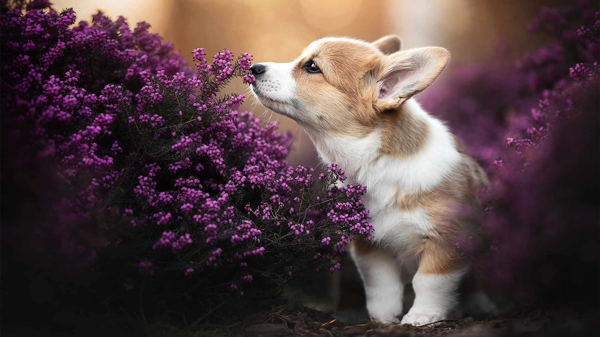 塞维利亚在西甲持续攀升,争夺欧战资格