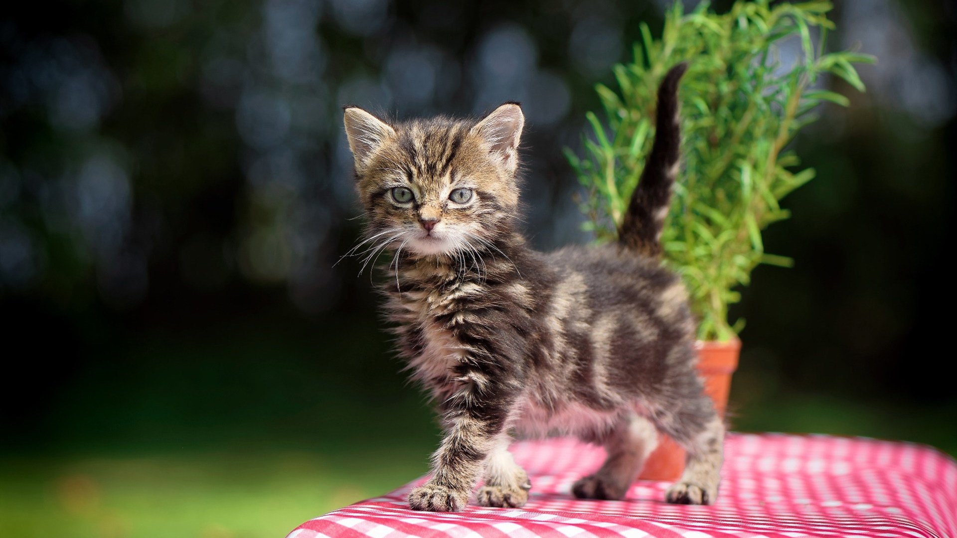 张伟丽晒训练照肌肉线条惊艳网友,张伟丽最近训练情况