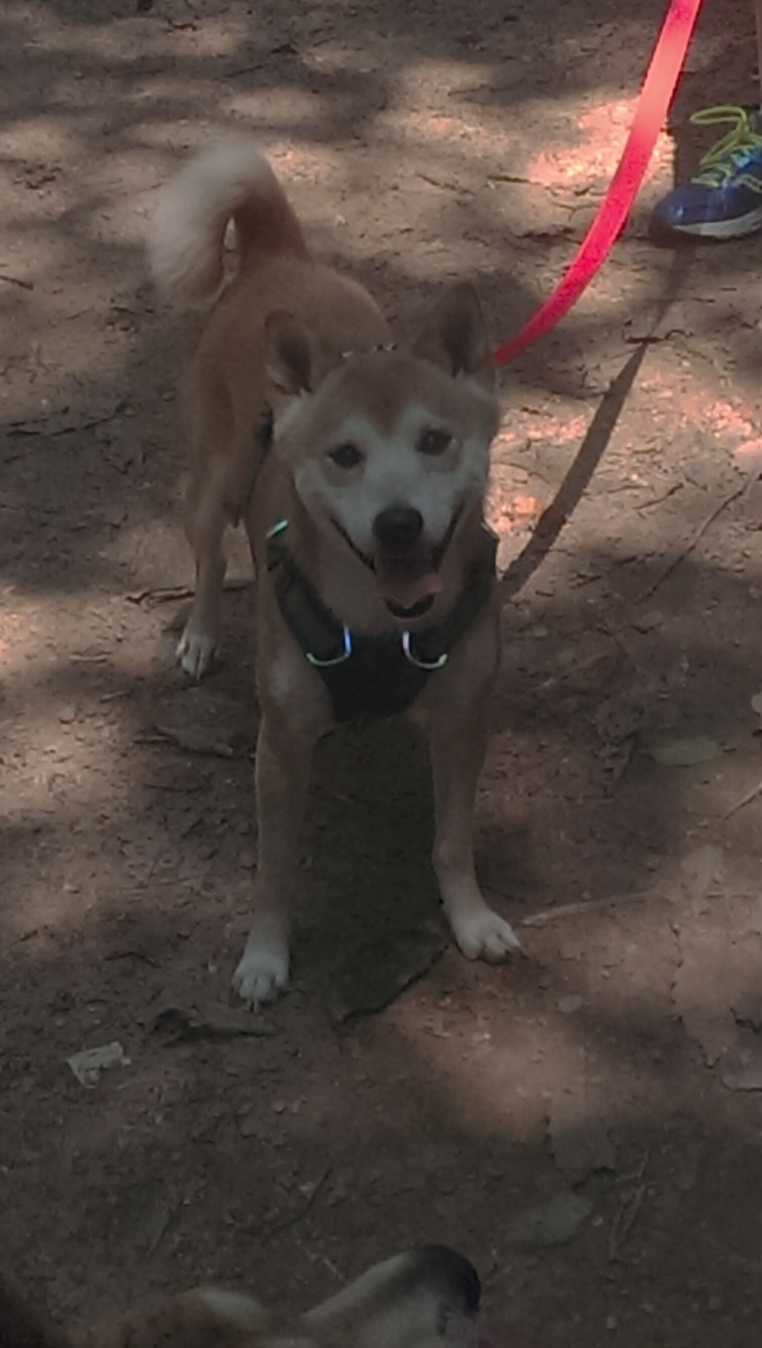 火箭训练营测试球员垂直弹跳数据令人惊讶，火箭垂直发射技术