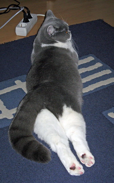 开云体育官方网入口-谷爱凌强势反弹冬奥会，谷爱凌冬青奥会视频