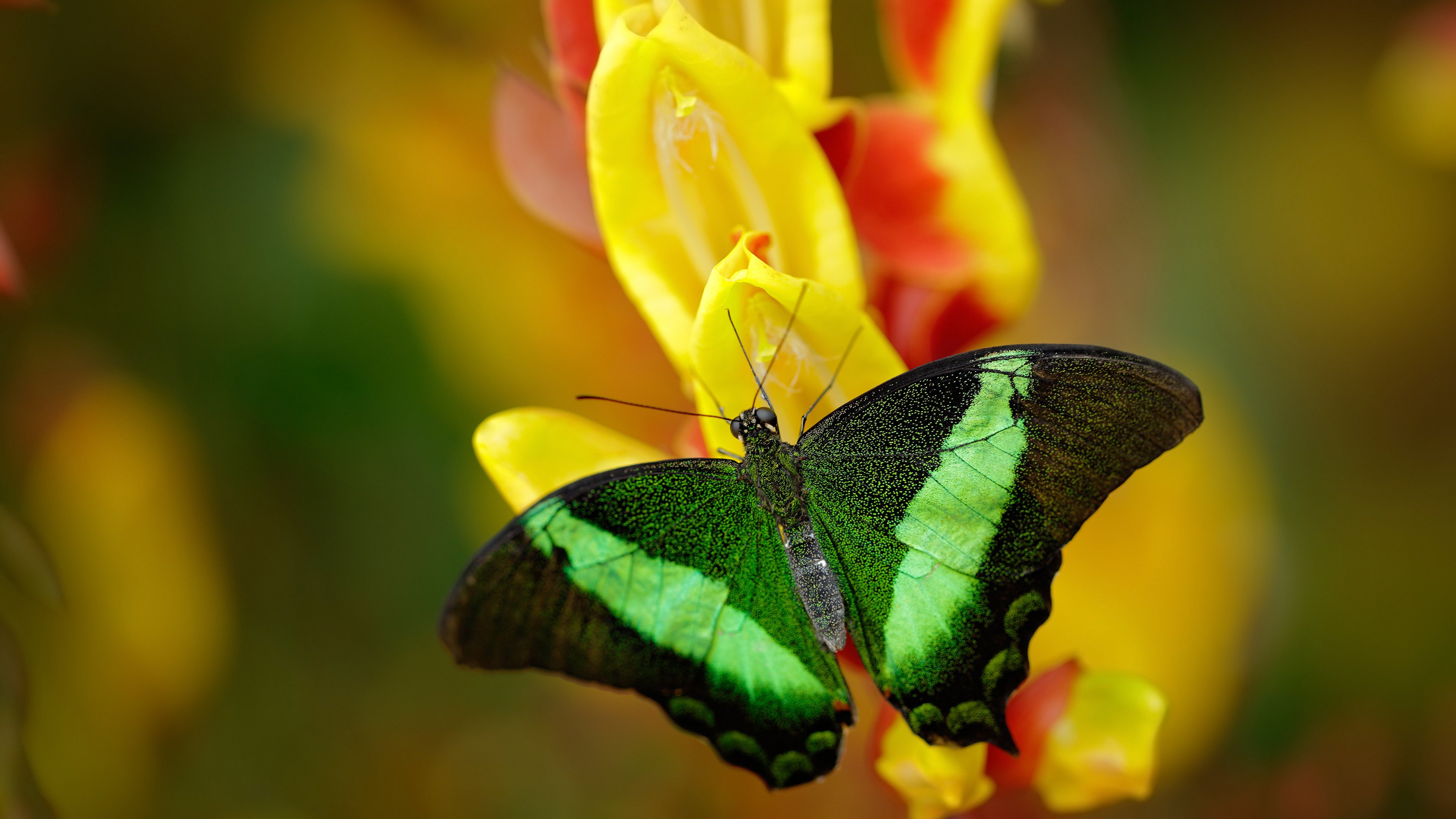 kaiyun 开云体育-跳水稳定发挥摩纳哥步入决赛圈，摩纳哥田径