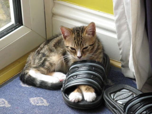 跳水稳定发挥摩纳哥步入决赛圈,摩纳哥田径